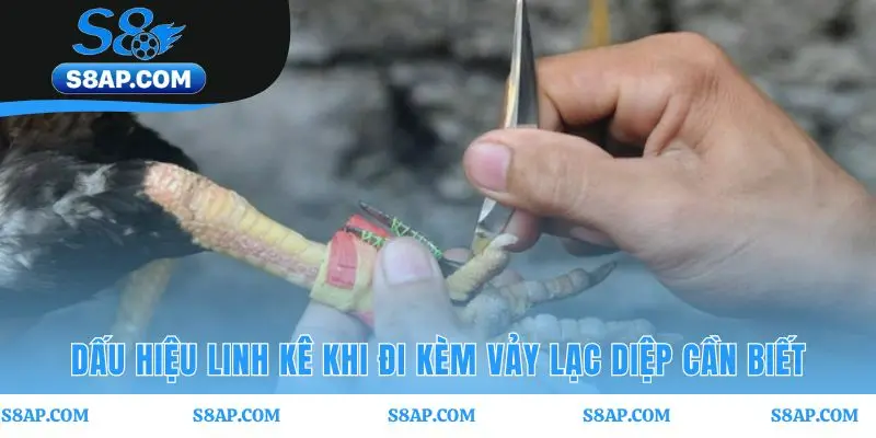 Linh kê hội tụ vảy quý cùng thần thái và hình thể đẹp