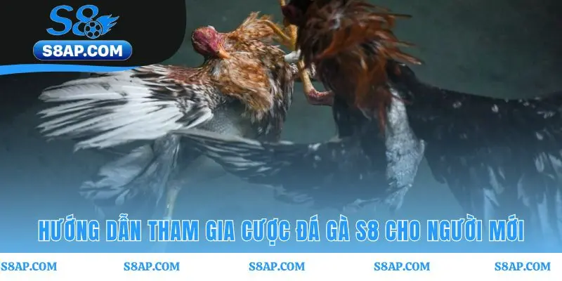 Hướng dẫn vào kèo đá gà S8 qua ba bước nhanh gọn tiện lợi