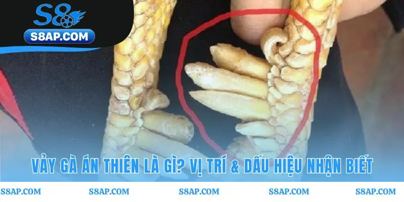 Vảy gà án thiên một vảy lớn độc lập nằm sát dưới gối